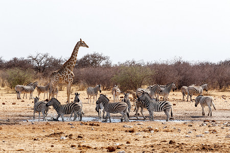 长颈鹿鹿豹和斑马在水坑喝水