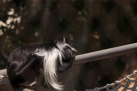 Colobus angolensis palliatus 属的安哥拉疣猴