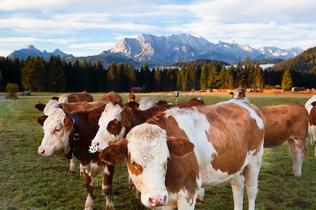 巴伐利亚阿尔卑斯山的奶牛