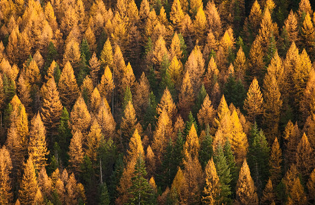 美国蒙大拿州矿产县爱达荷州/蒙大拿州边界附近的秋季西部落叶松，也被称为落叶松 (Larix occidentalis) 树