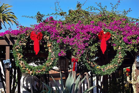 圣诞花环 Purple Bougananvilla Cactus Garden Old San Die