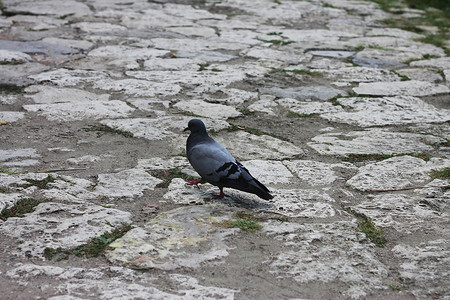 走在石板路上的灰色鸽子