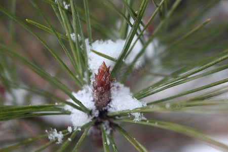 圣诞叶子摄影照片_冬季降雪期间植物叶子上的雪