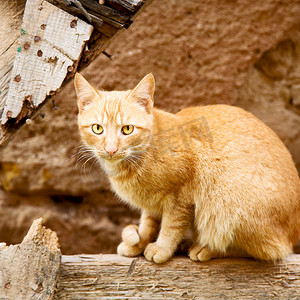 天猫ip摄影照片_摩洛哥非洲的猫科动物和甜美的脸
