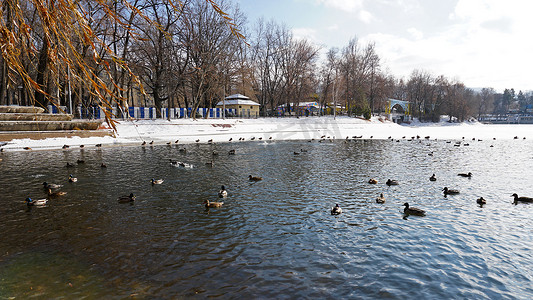 冰池塘摄影照片_公园池塘里的一群鸭子和鸽子