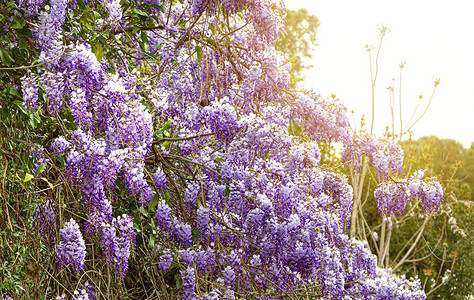 春天开花的紫藤