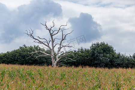 生长在阿丁利附近玉米地里的死树