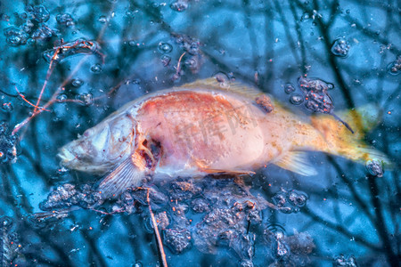 死鲤鱼在受污染的水面上腐烂