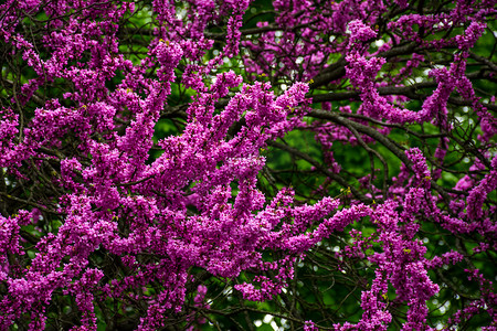 粉色大树摄影照片_犹大树在春天开花