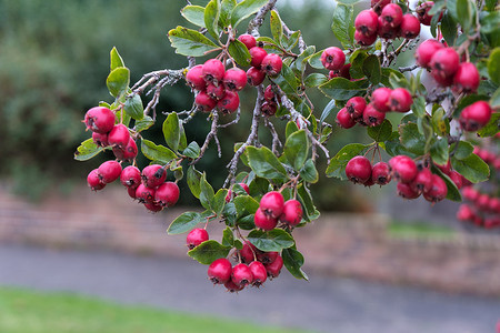 Possumhaw (Ilex decidua and cvs.) 在 East Grinstead 结果