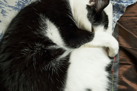 一只黑白相间的小猫，蜷缩成一团睡觉，盖着鼻子的爪子