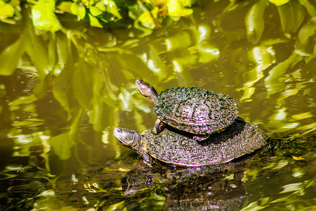 水龟在池塘 3
