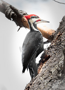 早上遛鸟摄影照片_啄木鸟在一棵白松上觅食吃早餐。