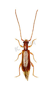 白色背景上的棕色长角牛甲虫 Obrium - Obrium brunneum (Fabricius 1792)