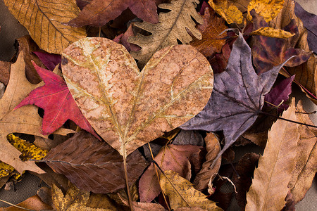 心形叶子摄影照片_在充满叶子的背景的心形叶子