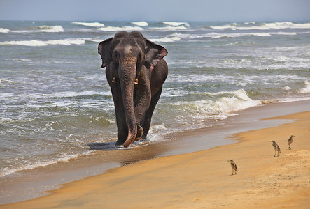在大洋彼岸的印度大象