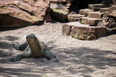 福恩吉罗拉 Bioparc 的科莫多巨蜥 (Varanus komodoensis)