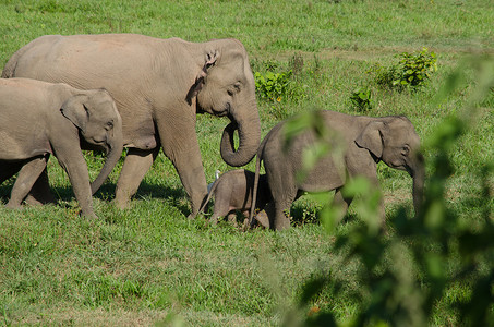 亚洲象是亚洲的五大动物
