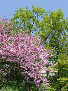 绿树背景下，一朵美妙的郁郁葱葱的粉红色樱花的枝条