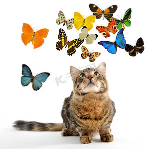 年轻的挪威猫和蝴蝶