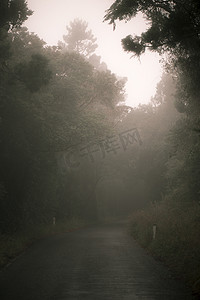 穆迪摄影照片_穆迪朦胧的道路在森林里。