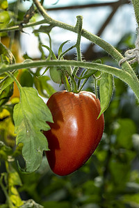 树枝上的长番茄准备在温室里变红