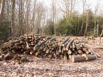 一堆树枝木树桩树干砍伐森林木材 w