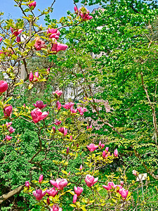 瓣叶摄影照片_绿色植被背景下带大花瓣的卷曲粉红色花朵的美丽装饰树