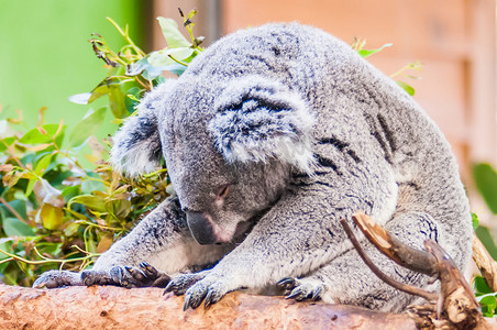 澳大利亚考拉摄影照片_可爱的考拉熊在树上小睡