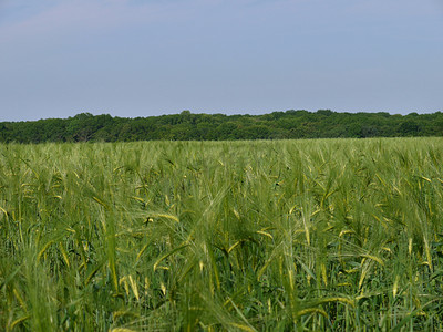 田野的美丽风景，在夏日的阳光下生长着尚未成熟的绿色小麦，一直延伸到远处的森林种植园。