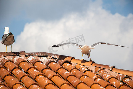 鸟儿飞翔摄影照片_海鸥作为海鸟站在房子的瓦屋顶上