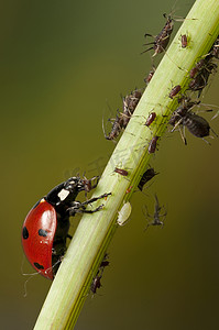 寻找蚜虫的瓢虫