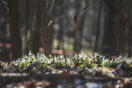 美丽的雪花莲在春天的森林里。
