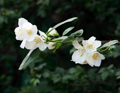 茉莉鲜花摄影照片_深绿色背景上的茉莉花 (Jasminum)