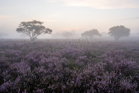 荷兰 Hilversum Veluwe Zuiderheide 附近盛开的石南花田，早晨盛开的粉紫色石南花田，日出时有薄雾