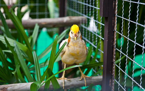 锦鸡摄影照片_关在笼子里的锦鸡 (Chrysolophus pictus)