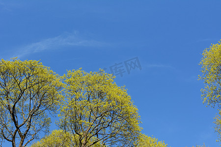 菩提树摄影照片_明亮的蓝天衬托着菩提树的鲜绿色叶子。