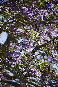雅拉国家公园摄影照片_夏威夷毛伊岛的蓝花楹树。