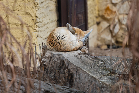 沙漠耳廓狐 Vulpes zerda 睡在砍伐的树上