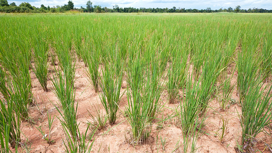 干旱稻田摄影照片_柬埔寨旱稻田