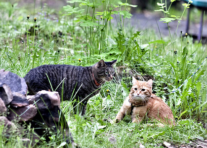 天猫ip摄影照片_绿草间的两只猫