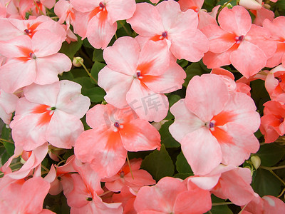 三文鱼粉凤仙花，学名Impatiens walleriana flow