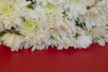 红色背景上的白色菊花。