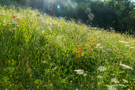 太阳初升摄影照片_在明亮的初升太阳的第一缕阳光下，绿色斜坡上铺着郁郁葱葱的草地鲜花地毯。