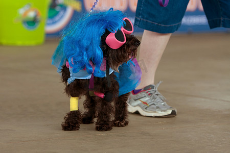 狗在音乐节上穿 Lady Gaga 服装