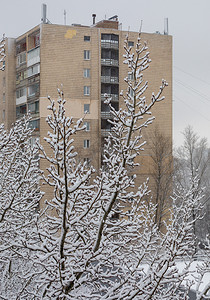 高大的房子背景下积雪的树