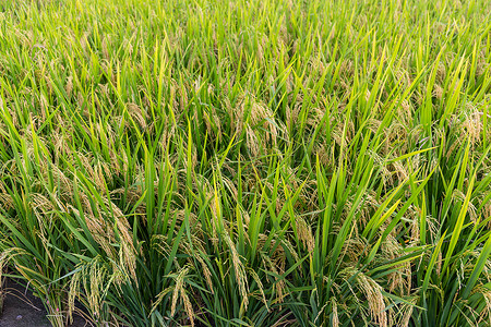 水稻草甸