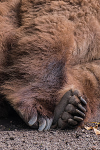 睡觉的灰熊的爪子棕色皮毛疲倦蓬松