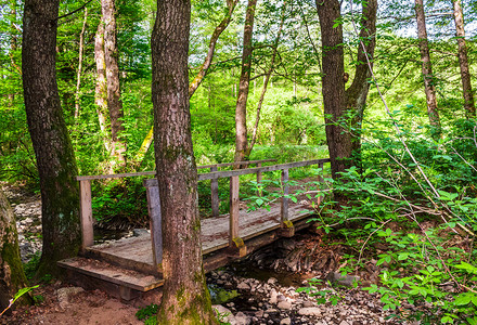 森林小溪上的木桥