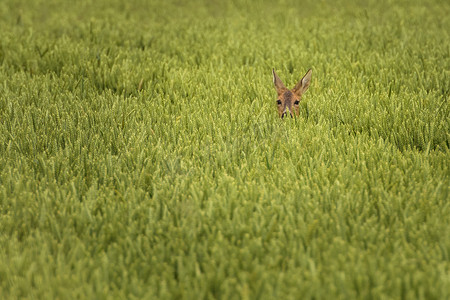 漂亮的鹿摄影照片_在庄稼领域的鹿
